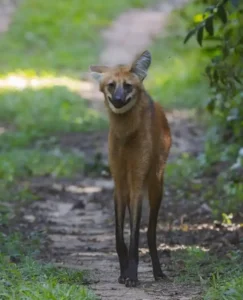 Гривистий вовк гуара